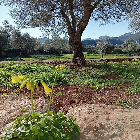 Sa Murta *