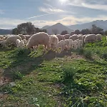 Sa Murta Κατάλυμα σε φάρμα *