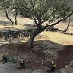 Sa Murta Dorgali