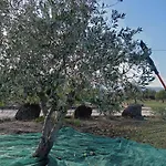 Sa Murta Κατάλυμα σε φάρμα Dorgali